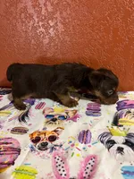 scooby doo, a male Yorkshire Terrier for sale in Van Buren, AR – 3 of 8