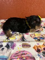 Lola, a female Yorkshire Terrier for sale in Van Buren, AR – 5 of 8