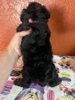 Dixie, a female Yorkipoo for sale in Van Buren, AR – 5 of 7