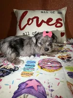 Tori, a female Yorkshire Terrier for sale in Van Buren, AR – Photo 3 of 7