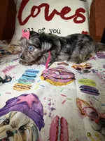 Tori, a female Yorkshire Terrier for sale in Van Buren, AR – Photo 2 of 7