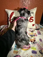 Tori, a female Yorkshire Terrier for sale in Van Buren, AR – Photo 5 of 7