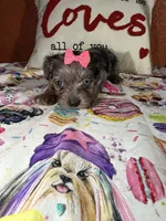 Tori, a female Yorkshire Terrier for sale in Van Buren, AR – Photo 1 of 7