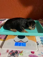 Suki, a female Yorkshire Terrier for sale in Van Buren, AR – 6 of 8