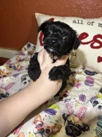 Serena, a female Yorkipoo for sale in Van Buren, AR – Photo 1 of 6