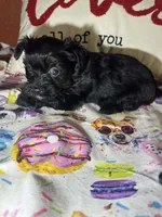 Serena, a female Yorkipoo for sale in Van Buren, AR – Photo 2 of 6