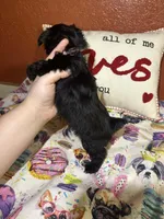 Serena, a female Yorkipoo for sale in Van Buren, AR – Photo 6 of 6