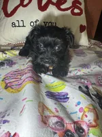 Serena, a female Yorkipoo for sale in Van Buren, AR – Photo 3 of 6