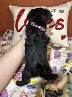 Serena, a female Yorkipoo for sale in Van Buren, AR – Photo 5 of 6