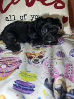 Serena, a female Yorkipoo for sale in Van Buren, AR – Photo 4 of 6