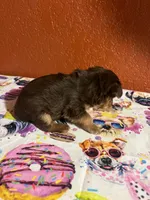 Mia, a female Yorkshire Terrier for sale in Van Buren, AR – 4 of 8