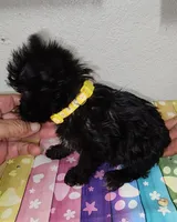 Abbi, a female Yorkipoo for sale in Van Buren, AR – 4 of 7
