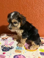 Bear, a male Yorkipoo for sale in Van Buren, AR – 2 of 4