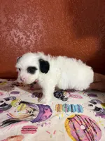 Mimi, a female Yorkipoo for sale in Van Buren, AR – 2 of 6