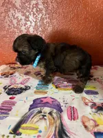 Scout, a male Yorkipoo for sale in Van Buren, AR – 5 of 7