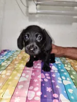 Otto, a male Doxiepoo for sale in Van Buren, AR – 2 of 6