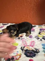 Zeus, a male Yorkshire Terrier for sale in Van Buren, AR – 2 of 7