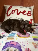 Amari, a female Yorkshire Terrier for sale in Van Buren, AR – Photo 3 of 9