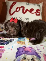 Amari, a female Yorkshire Terrier for sale in Van Buren, AR – Photo 1 of 9