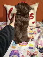 Amari, a female Yorkshire Terrier for sale in Van Buren, AR – Photo 7 of 9