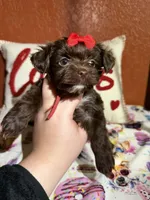 Amari, a female Yorkshire Terrier for sale in Van Buren, AR – Photo 6 of 9