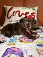 Amari, a female Yorkshire Terrier for sale in Van Buren, AR – Photo 4 of 9