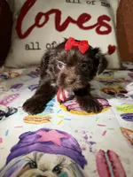 Amari, a female Yorkshire Terrier for sale in Van Buren, AR – Photo 2 of 9
