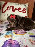 Amari, a female Yorkshire Terrier for sale in Van Buren, AR – Photo 5 of 9