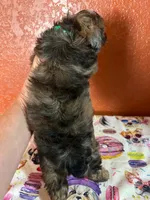 Jasper, a male Yorkipoo for sale in Van Buren, AR – 4 of 7