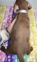 Zigo, a male Doxiepoo for sale in Van Buren, AR – 4 of 7