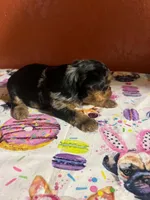 Alfie, a male Yorkshire Terrier for sale in Van Buren, AR – 3 of 9