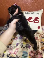 Dreama, a female Yorkipoo for sale in Van Buren, AR – Photo 5 of 6