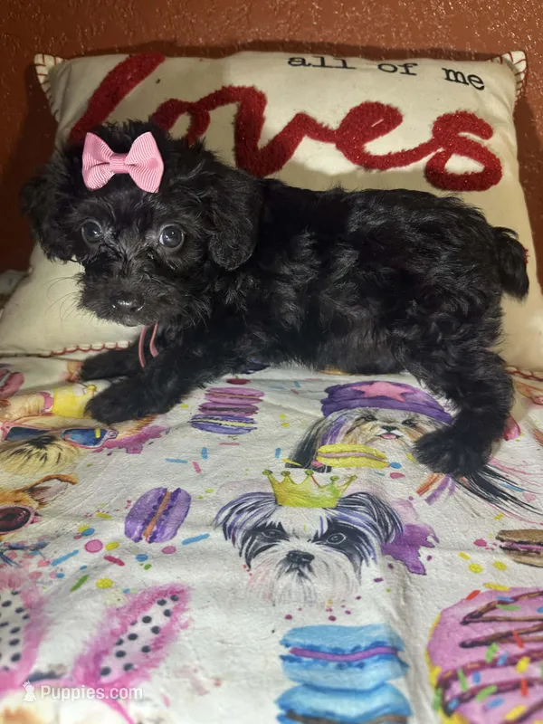 Dreama – Yorkipoo puppy for sale in Van Buren, AR