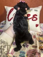 Dreama, a female Yorkipoo for sale in Van Buren, AR – Photo 6 of 6