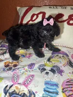 Dreama, a female Yorkipoo for sale in Van Buren, AR – Photo 3 of 6