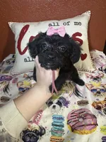 Dreama, a female Yorkipoo for sale in Van Buren, AR – Photo 2 of 6