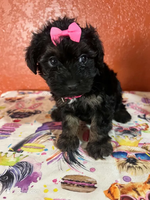 Dixie – Yorkipoo puppy for sale in Van Buren, AR