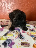 Keke, a female Yorkipoo for sale in Van Buren, AR – 2 of 8