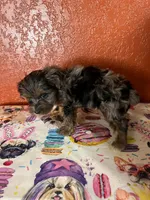 Piper, a female Yorkipoo for sale in Van Buren, AR – 4 of 8