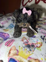 Bella Mea, a female Yorkshire Terrier for sale in Van Buren, AR – Photo 1 of 9