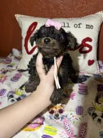 Bella Mea, a female Yorkshire Terrier for sale in Van Buren, AR – Photo 3 of 9