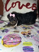 Bella Mea, a female Yorkshire Terrier for sale in Van Buren, AR – Photo 2 of 9