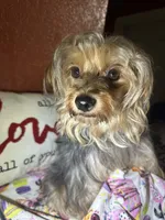 Bella Mea, a female Yorkshire Terrier for sale in Van Buren, AR – Photo 7 of 9