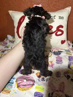 Bella Mea, a female Yorkshire Terrier for sale in Van Buren, AR – Photo 5 of 9