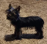 Bella Mea, a female Yorkshire Terrier for sale in Van Buren, AR – Photo 8 of 9