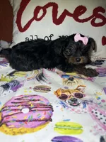 Bella Mea, a female Yorkshire Terrier for sale in Van Buren, AR – Photo 4 of 9