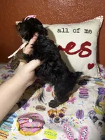 Bella Mea, a female Yorkshire Terrier for sale in Van Buren, AR – Photo 6 of 9