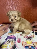 Duke, a male Yorkipoo for sale in Van Buren, AR – 2 of 7