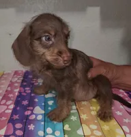 Rolo, a male Doxiepoo for sale in Van Buren, AR – 3 of 6