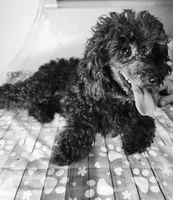 Emma, a male Yorkipoo for sale in Van Buren, AR – 6 of 7
